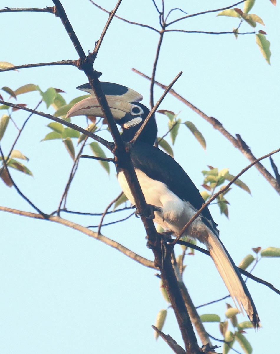 カササギサイチョウ - ML645039868