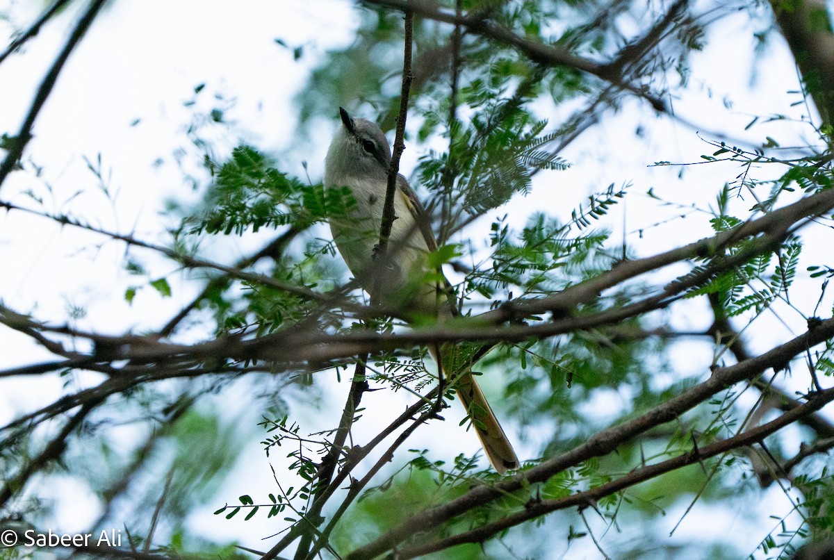 Zwergmennigvogel - ML645039869