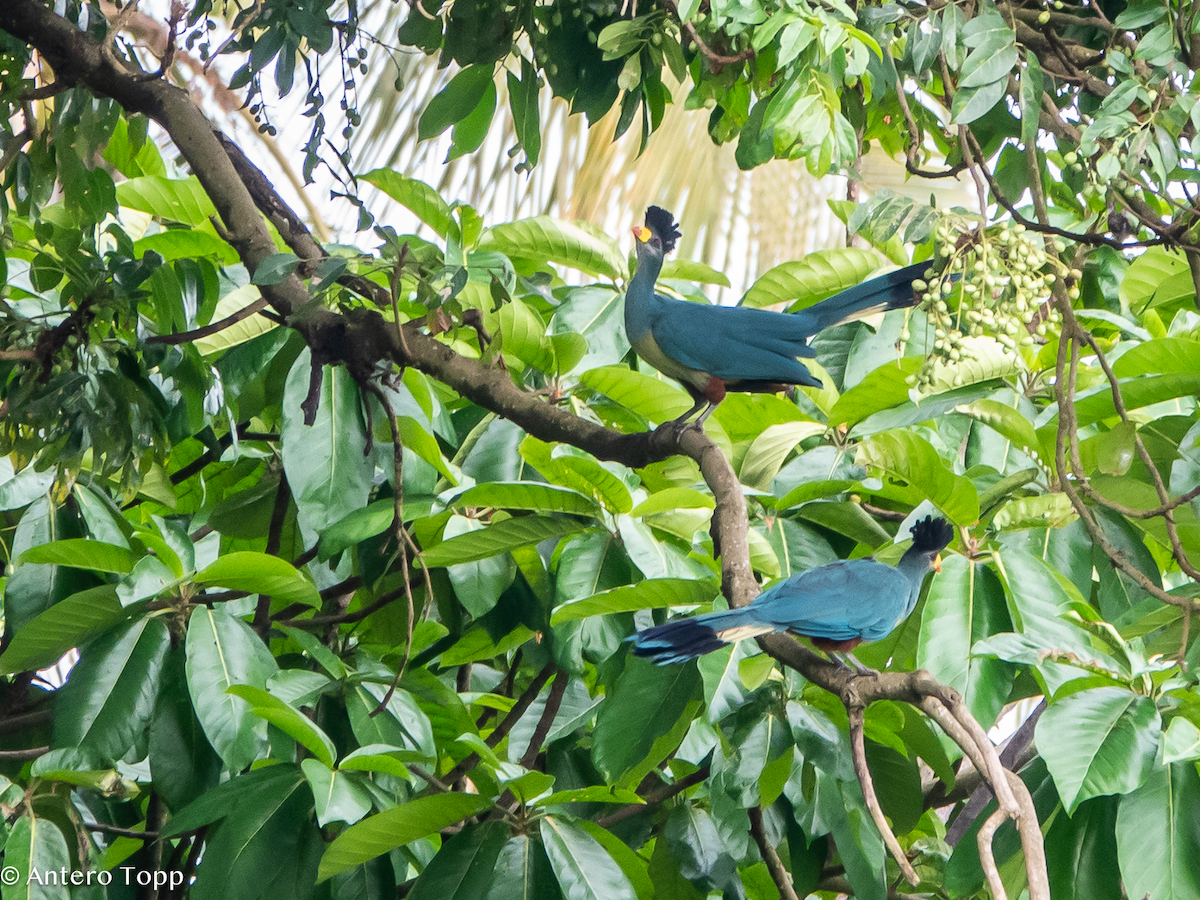 Great Blue Turaco - ML645039884