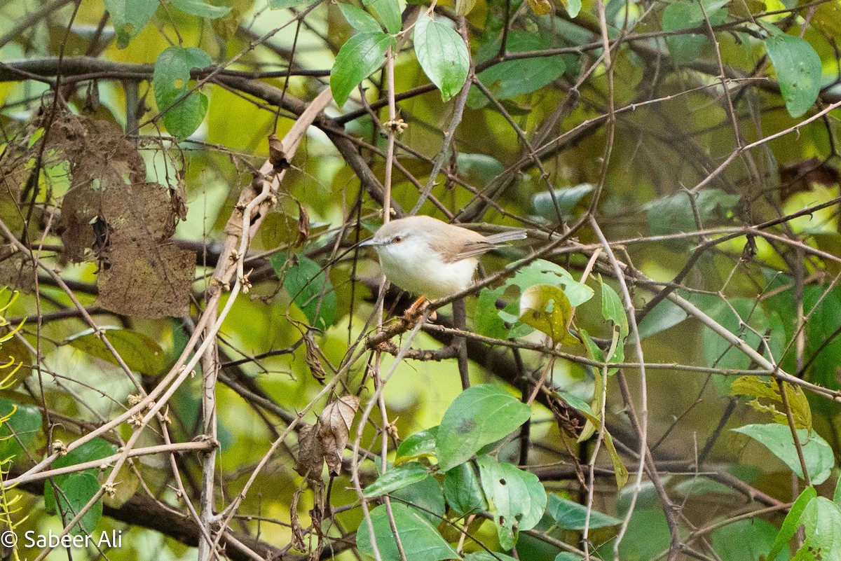 Gray-breasted Prinia - ML645039890