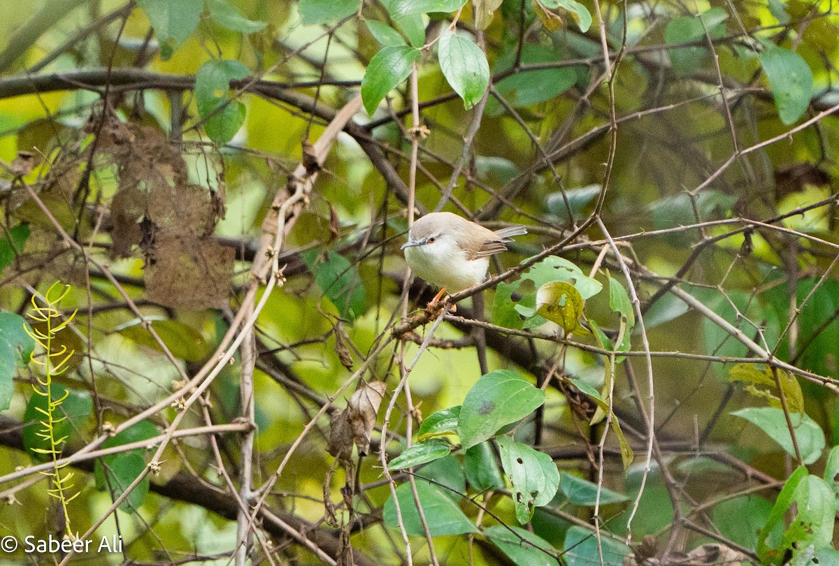 Gray-breasted Prinia - ML645039891
