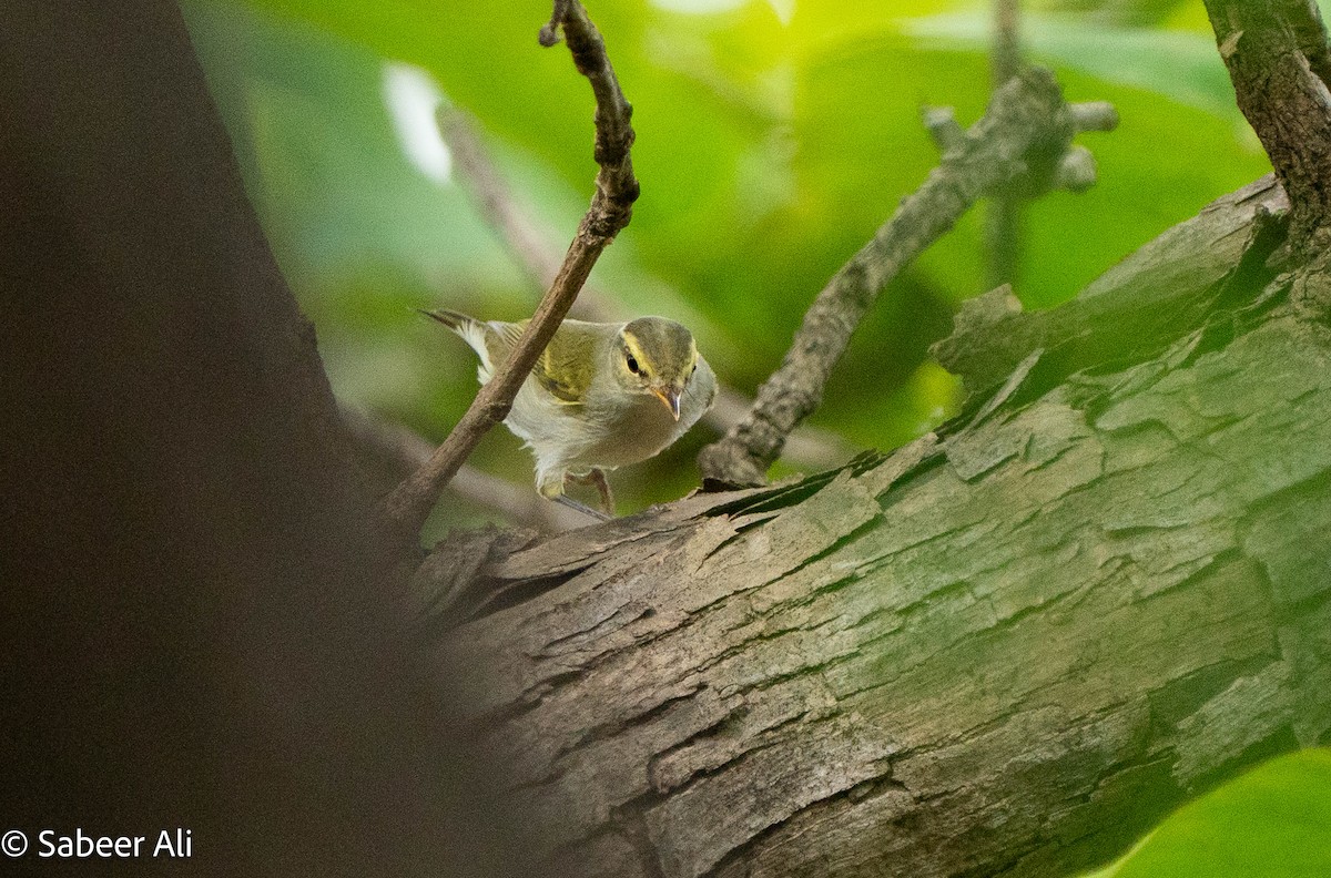 Western Crowned Warbler - ML645039896