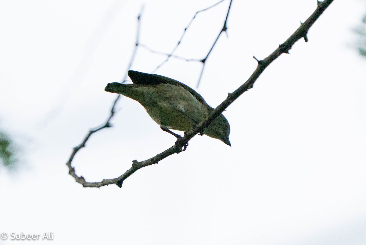 Thick-billed Flowerpecker - ML645039898