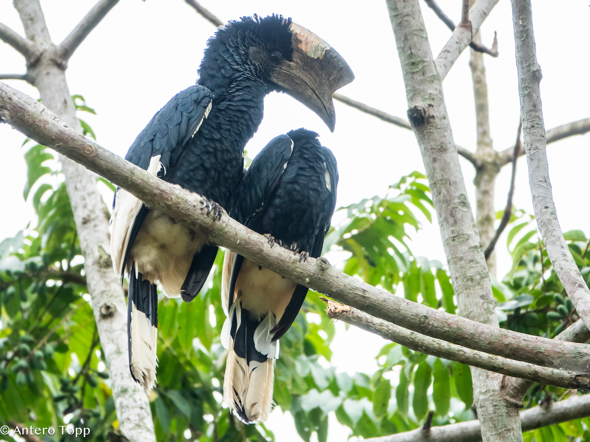 Black-and-white-casqued Hornbill - ML645039899