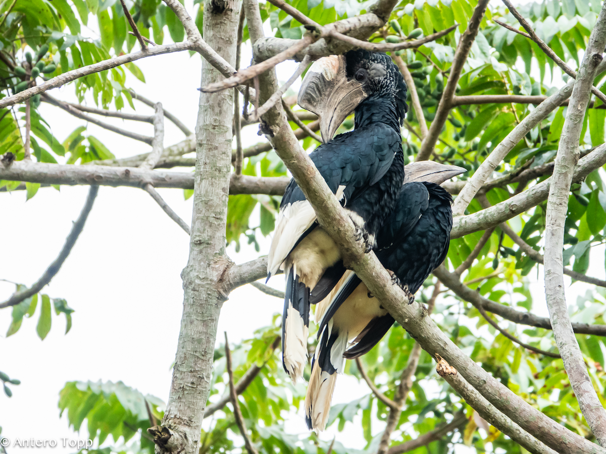 Black-and-white-casqued Hornbill - ML645039900