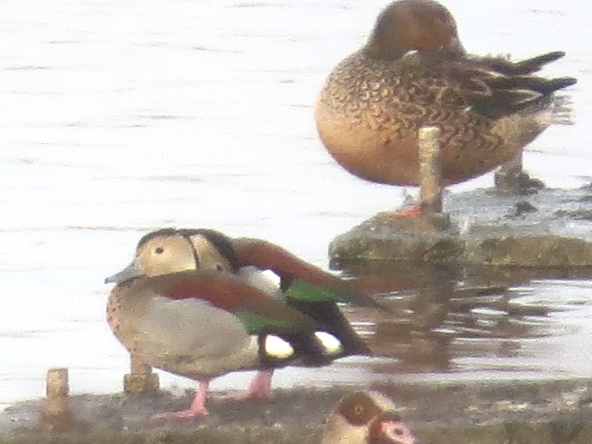 Ringed Teal - ML645039907