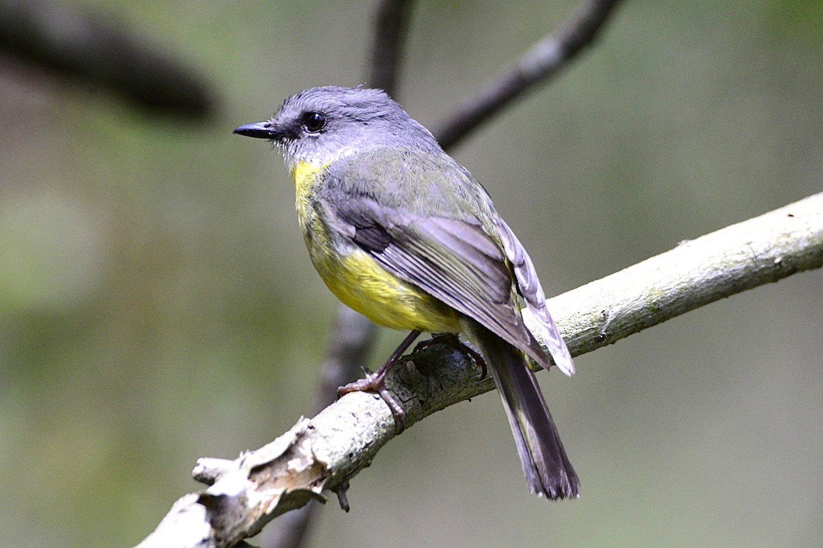 Королець жовтий - ML645039909