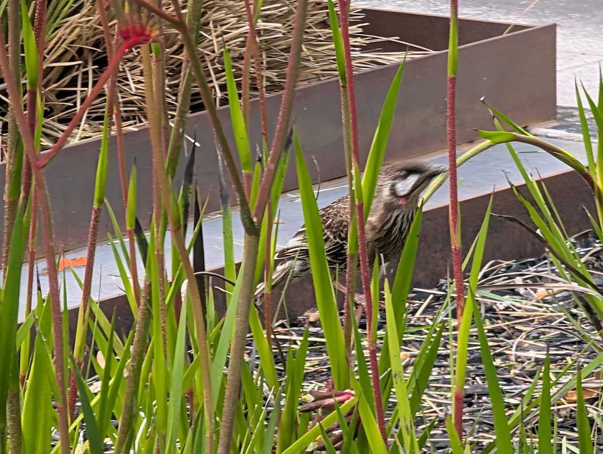 Red Wattlebird - ML645039913