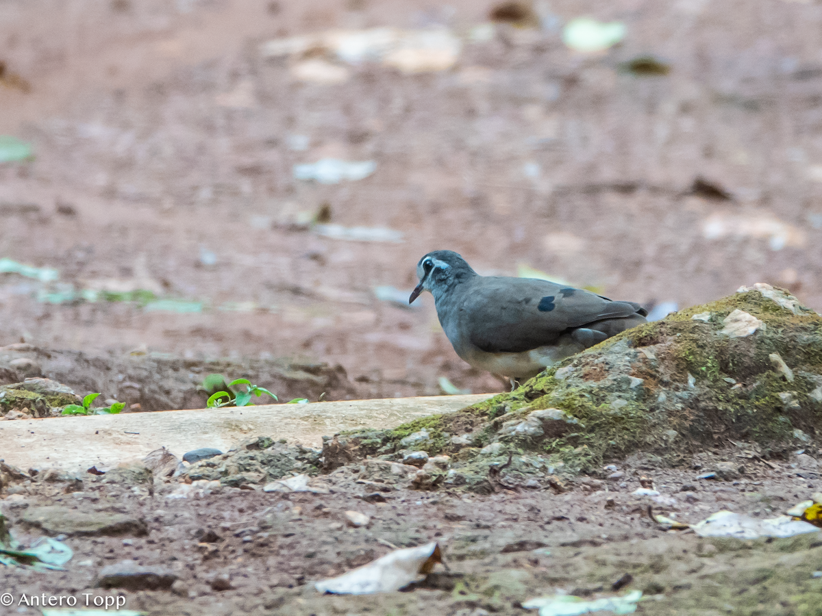 Tambourine Dove - ML645039918
