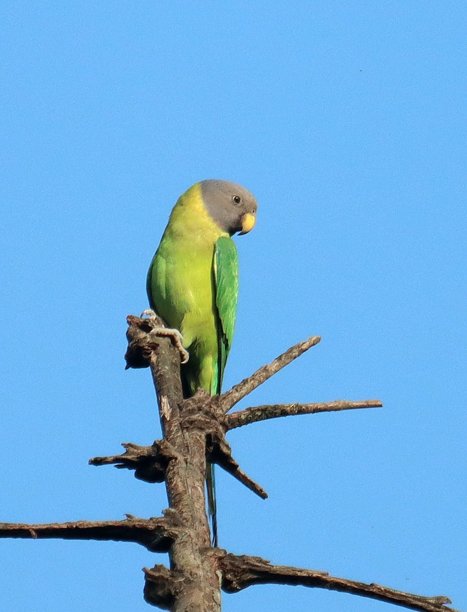 Plum-headed Parakeet - ML645039946