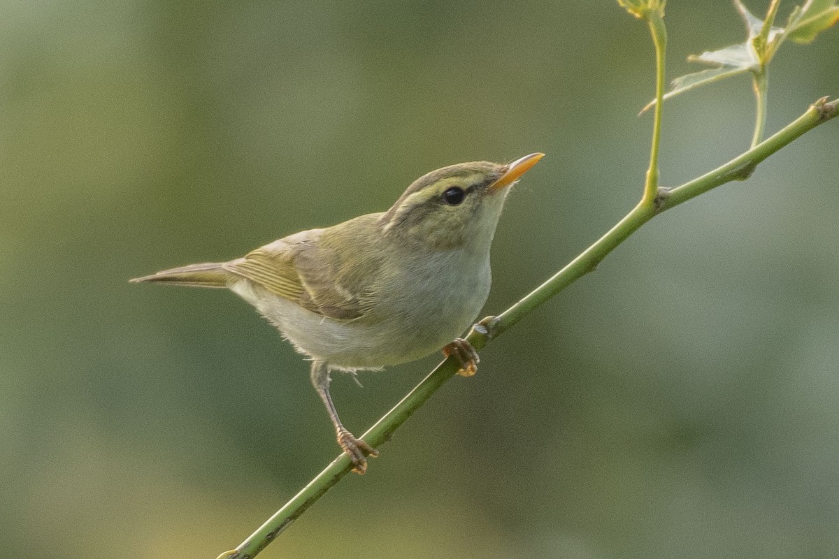 Western Crowned Warbler - ML645039958