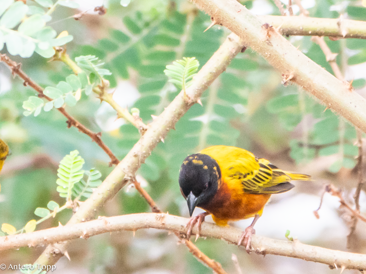 Golden-backed Weaver - ML645039961