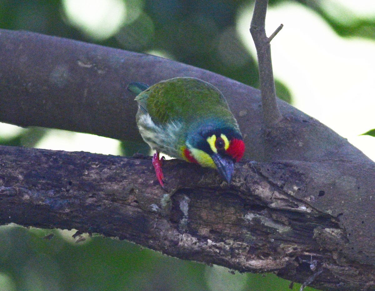 Coppersmith Barbet - ML645040000