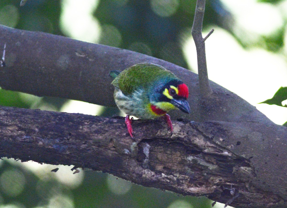 Coppersmith Barbet - ML645040001