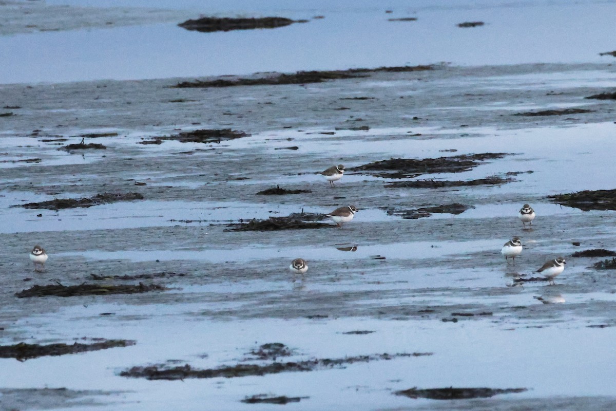 Semipalmated Plover - ML645040012