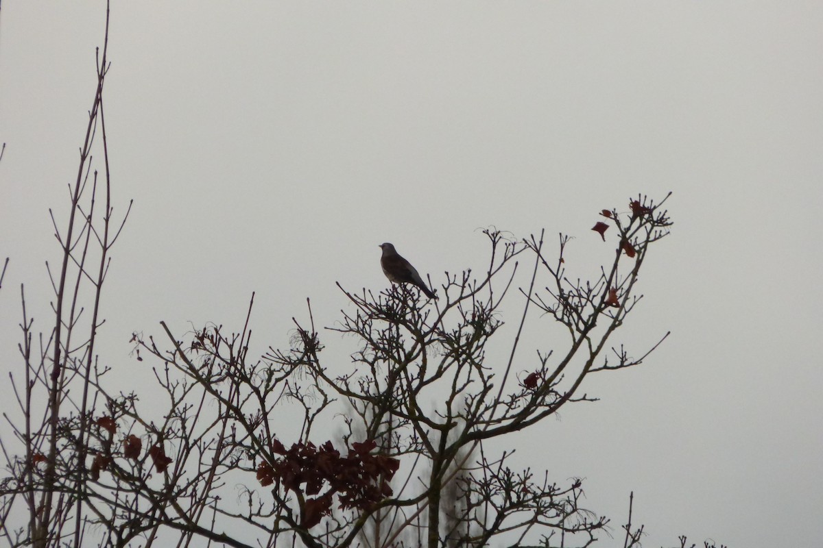 Fieldfare - ML645040016