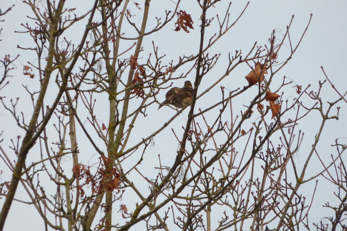 Redwing - ML645040033