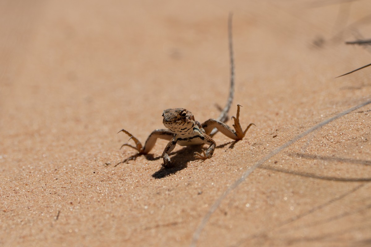 Southern Mallee Dragon - ML645040036