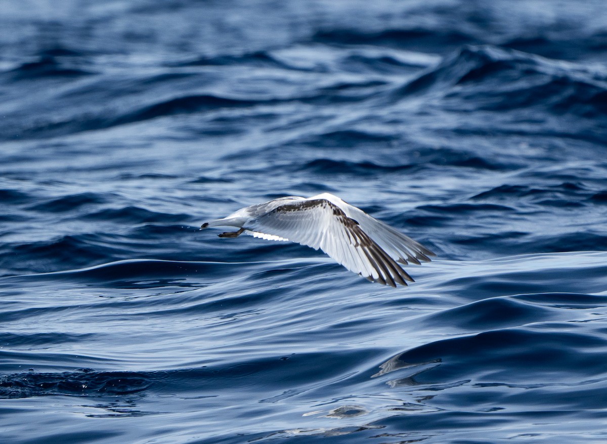 Kara Ayaklı Martı - ML645040040