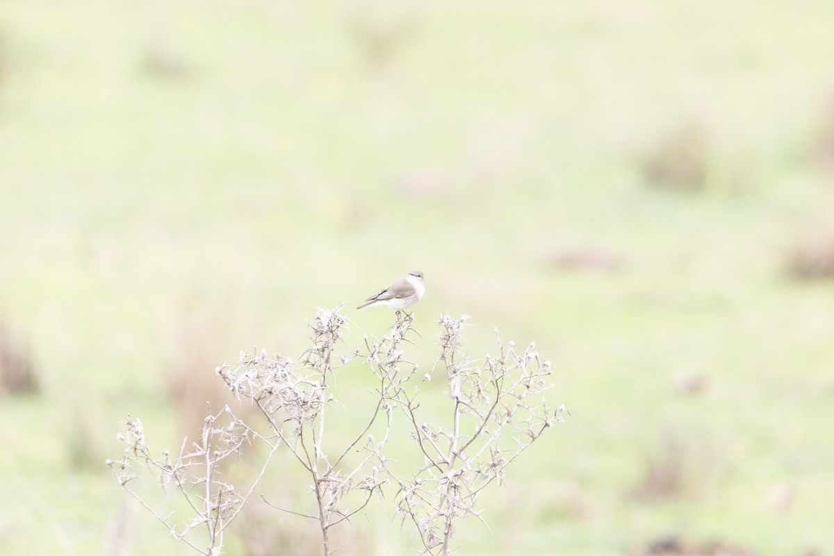 オジロオリーブヒタキ - ML645040048