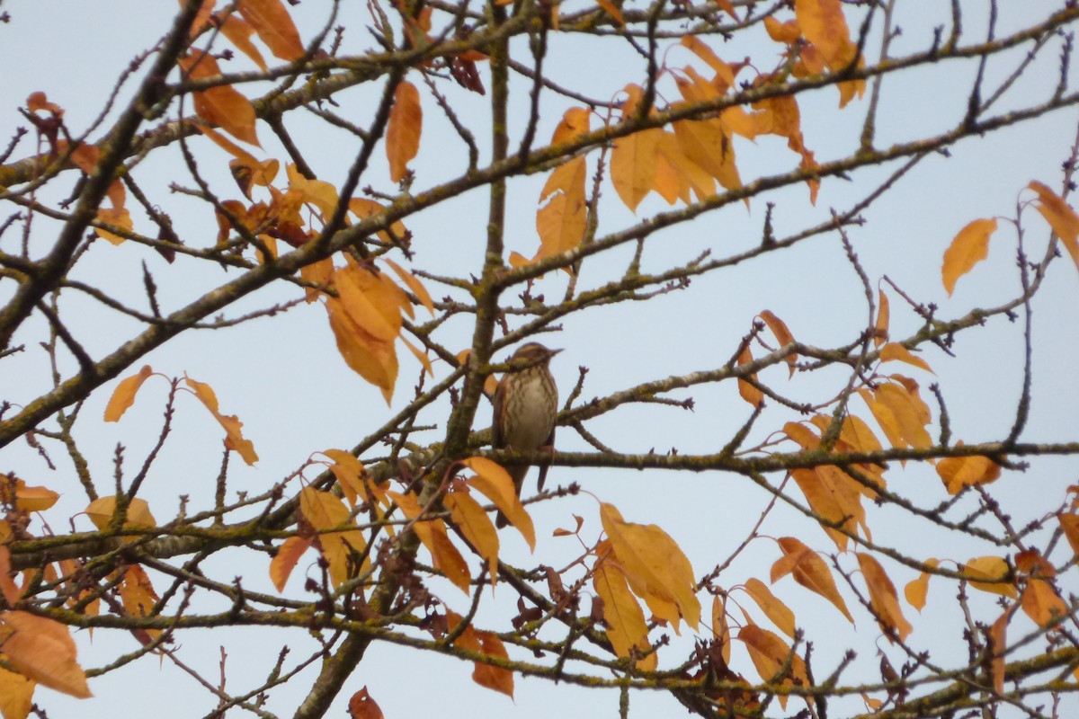 Redwing - ML645040054