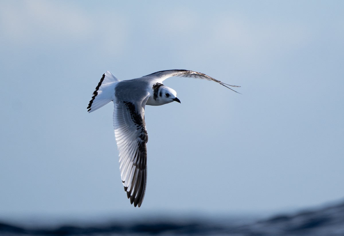 Kara Ayaklı Martı - ML645040059