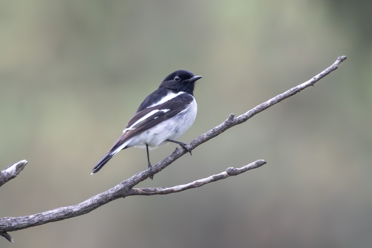 kutteflueskvett - ML645040070