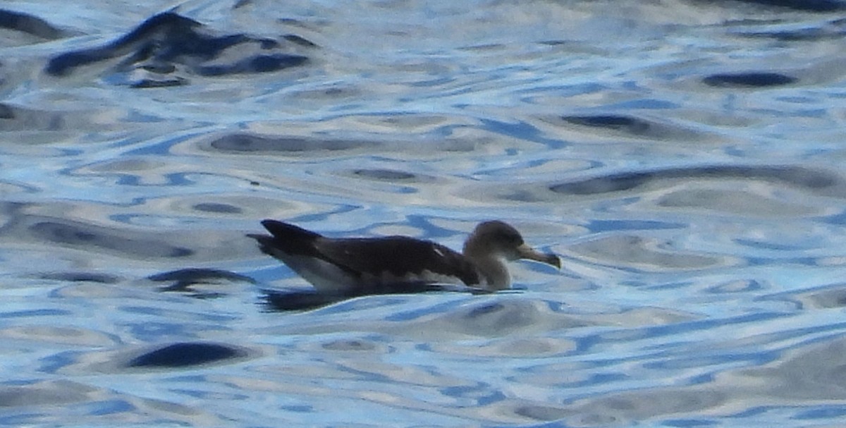 Буревісник бореальний/середземноморський - ML645040072