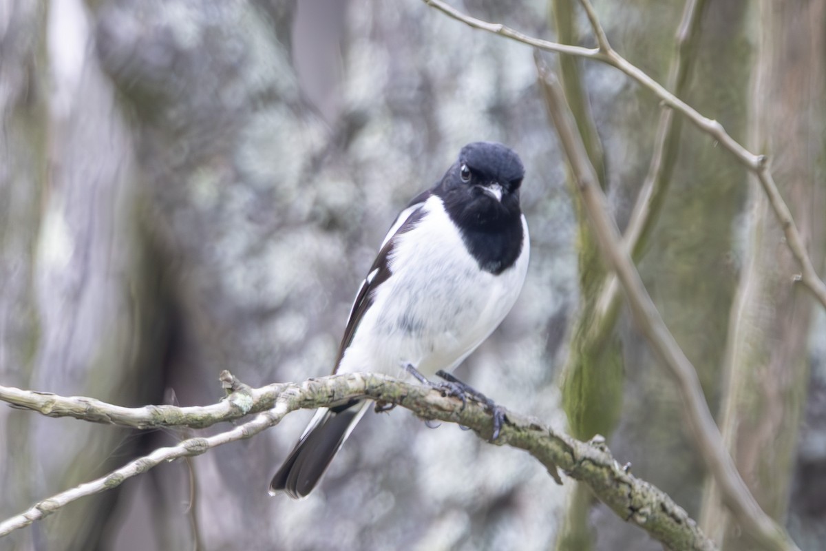 kutteflueskvett - ML645040073