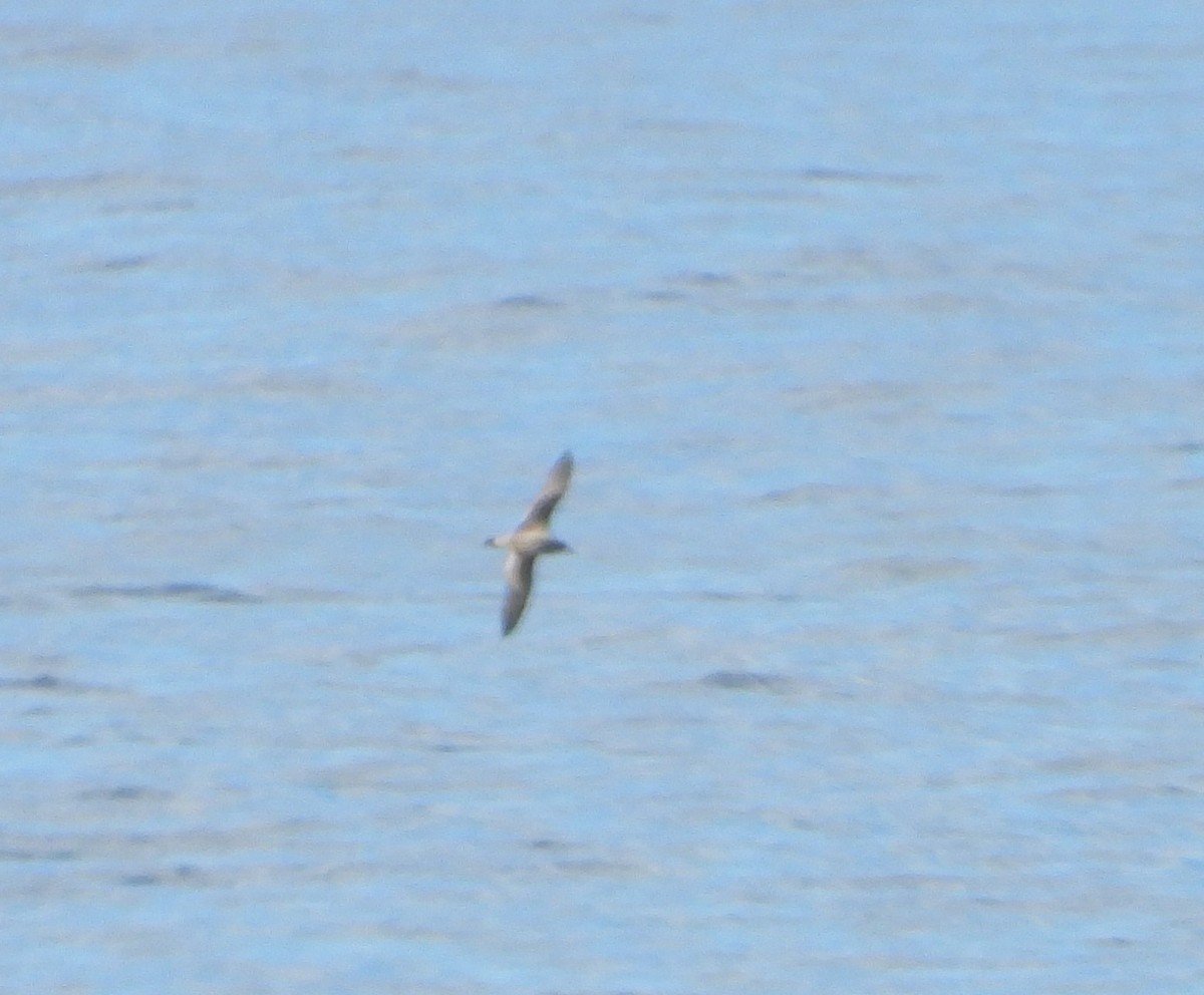 Буревісник бореальний/середземноморський - ML645040075