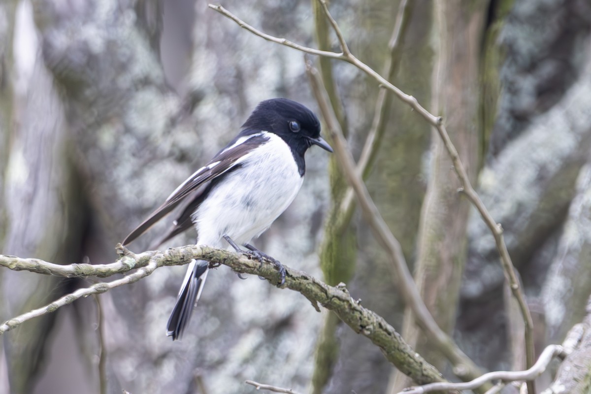 kutteflueskvett - ML645040076