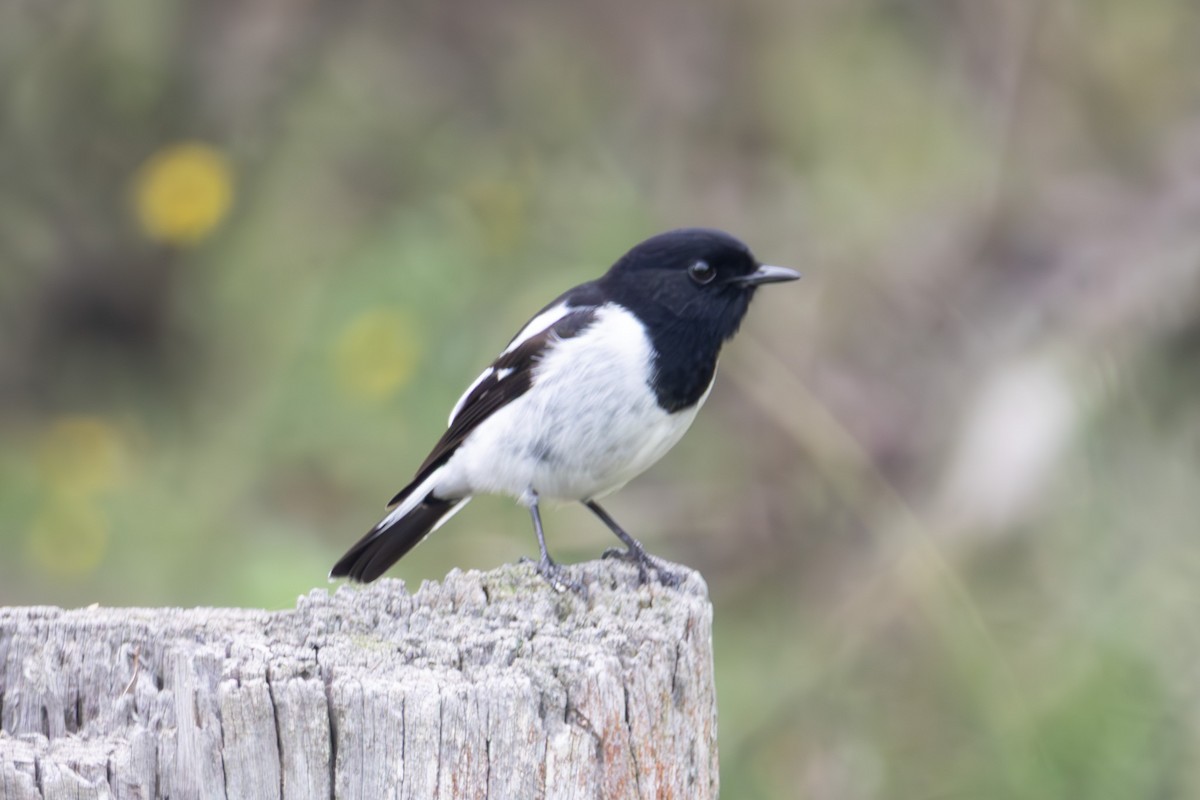 kutteflueskvett - ML645040078