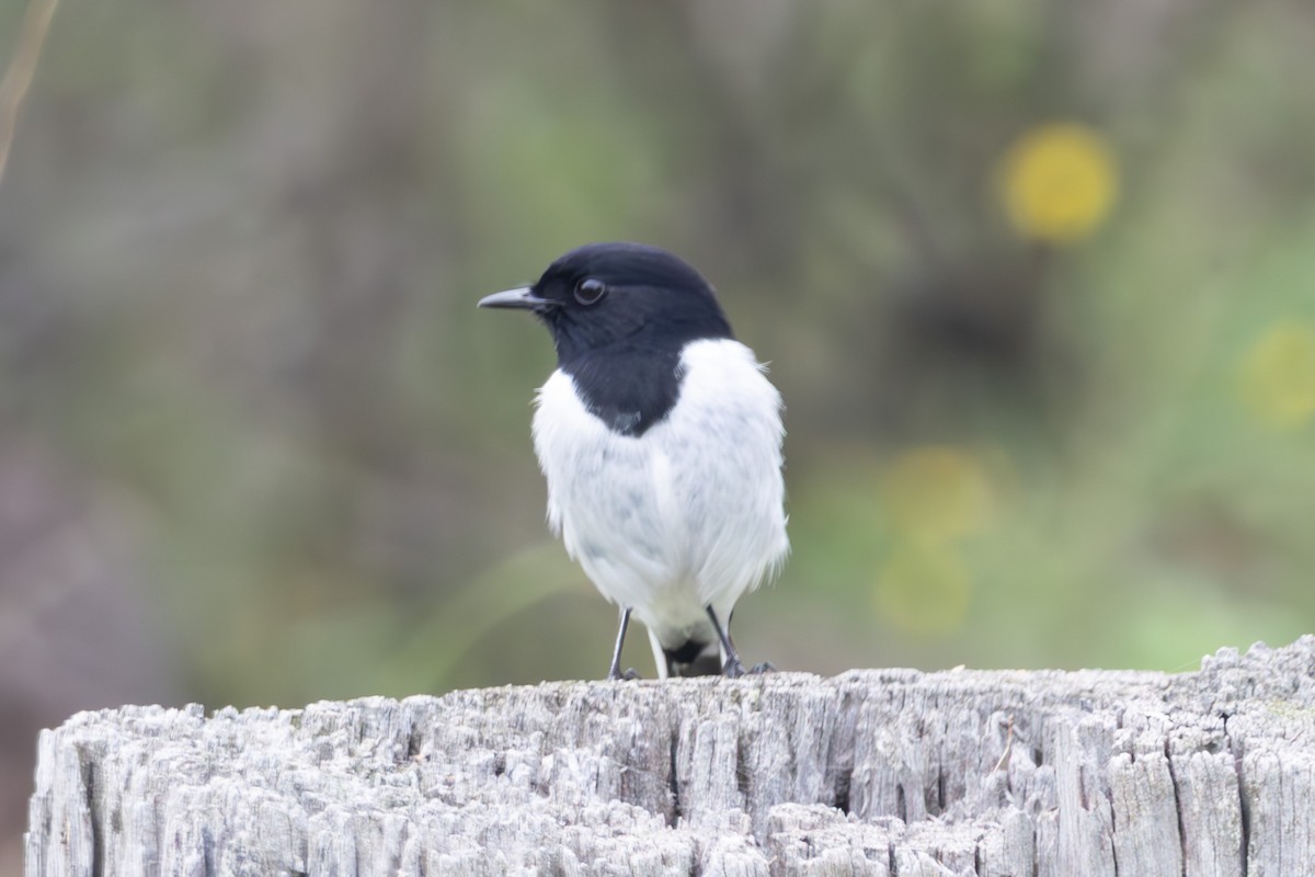 kutteflueskvett - ML645040081