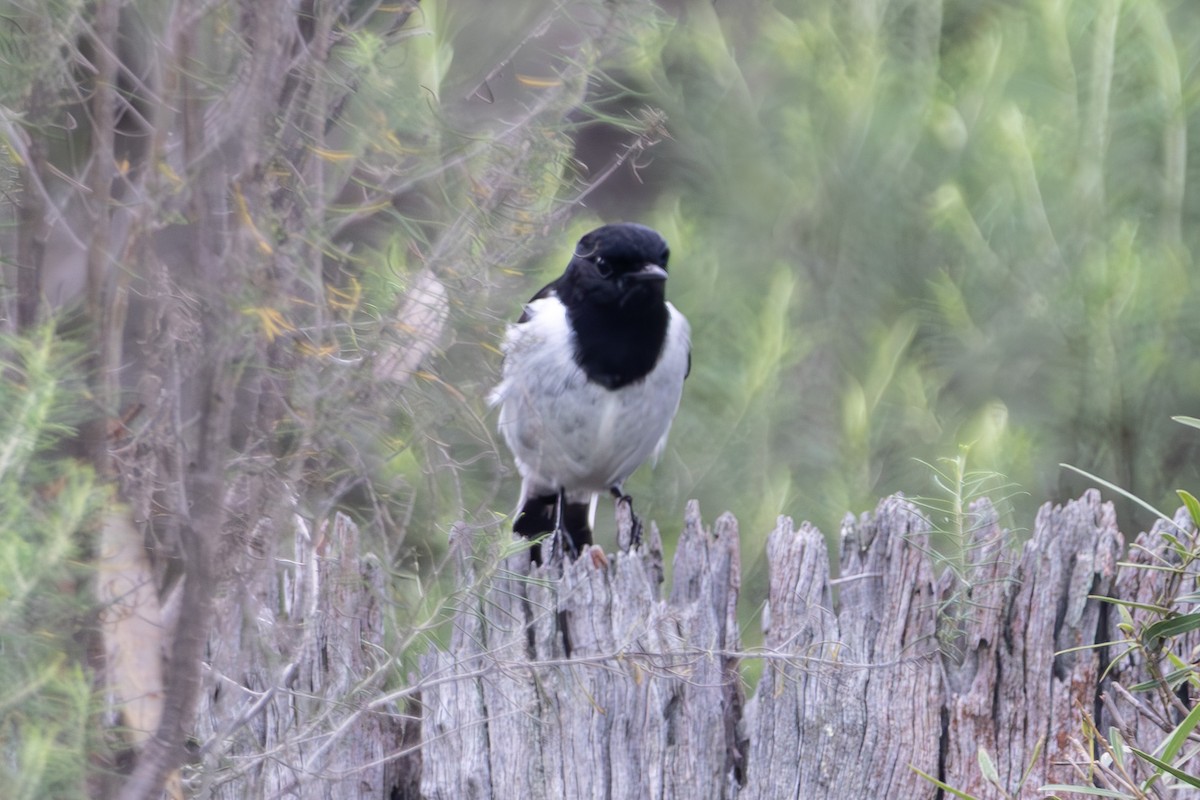 kutteflueskvett - ML645040083