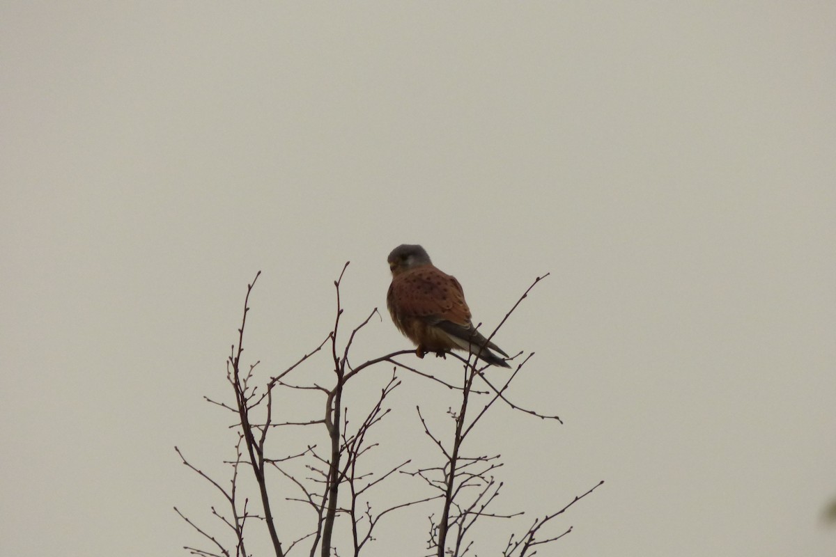 Eurasian Kestrel - ML645040084