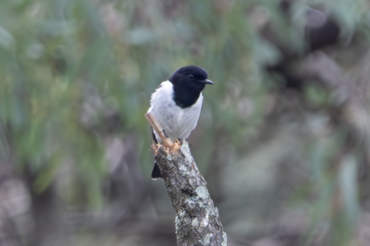 kutteflueskvett - ML645040085