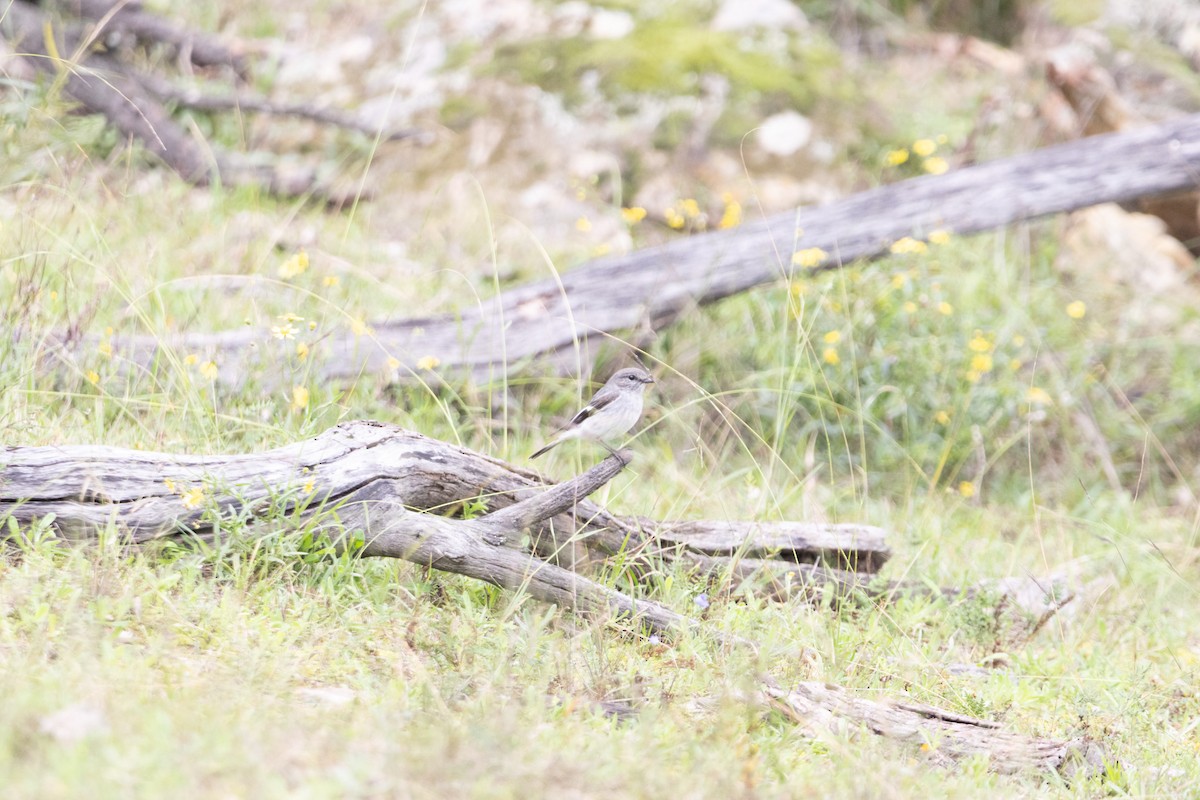 kutteflueskvett - ML645040088