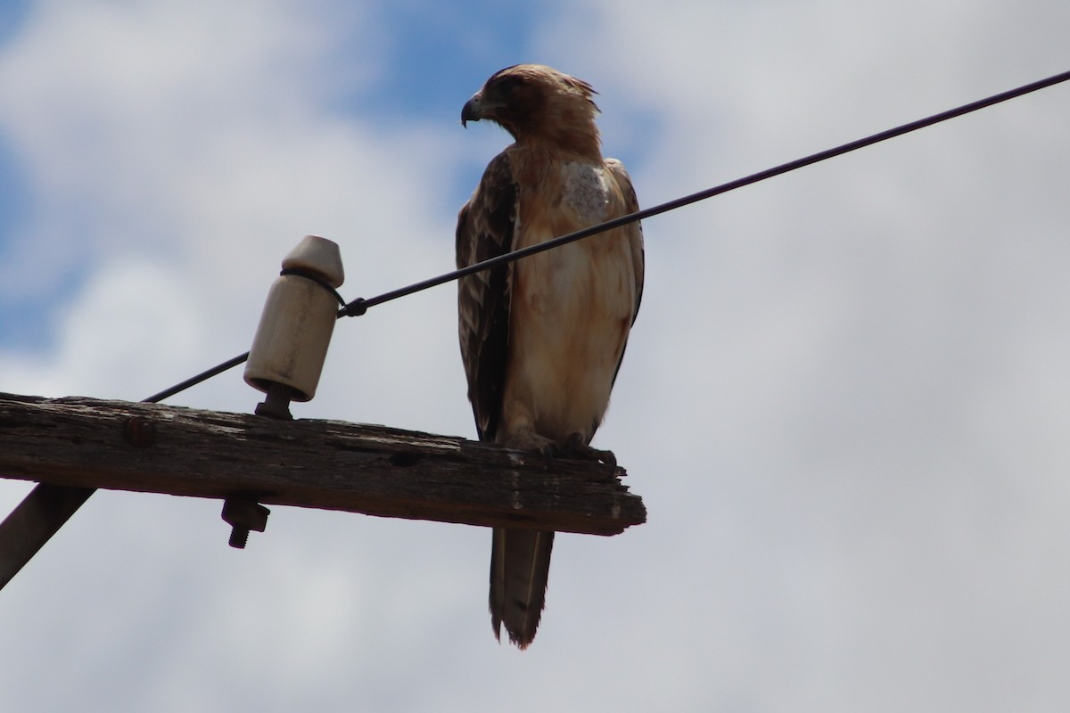 Little Eagle - ML645040089