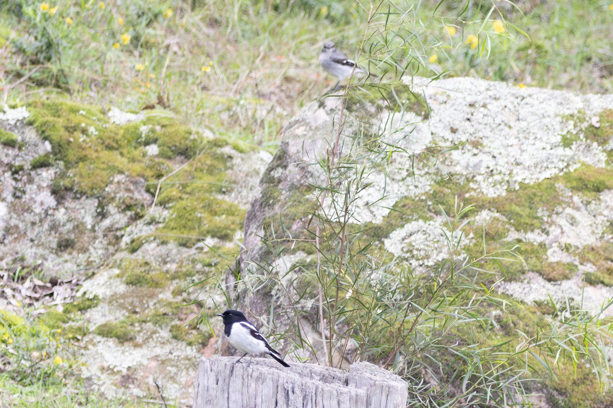 kutteflueskvett - ML645040092