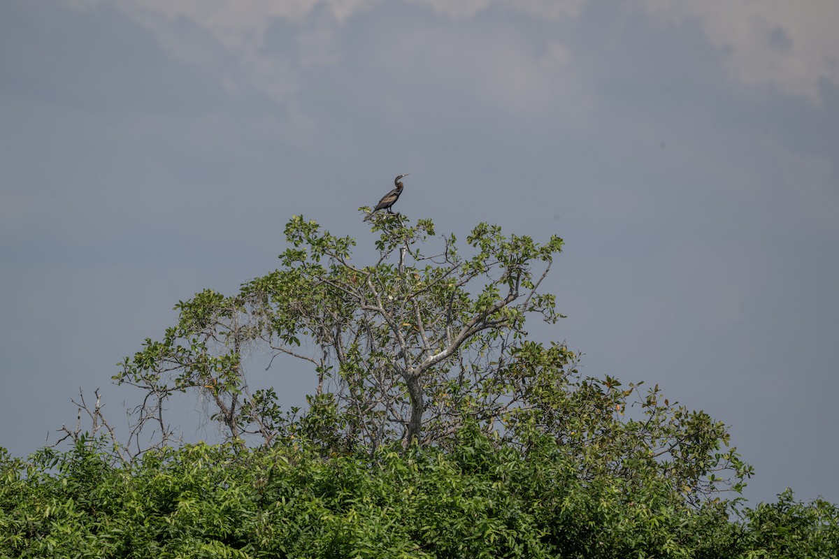 Oriental Darter - ML645040094