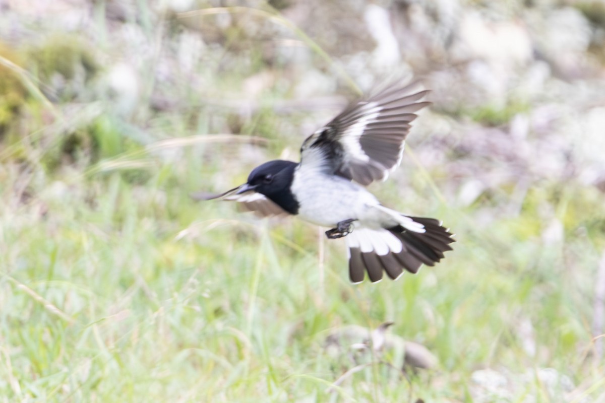 kutteflueskvett - ML645040099