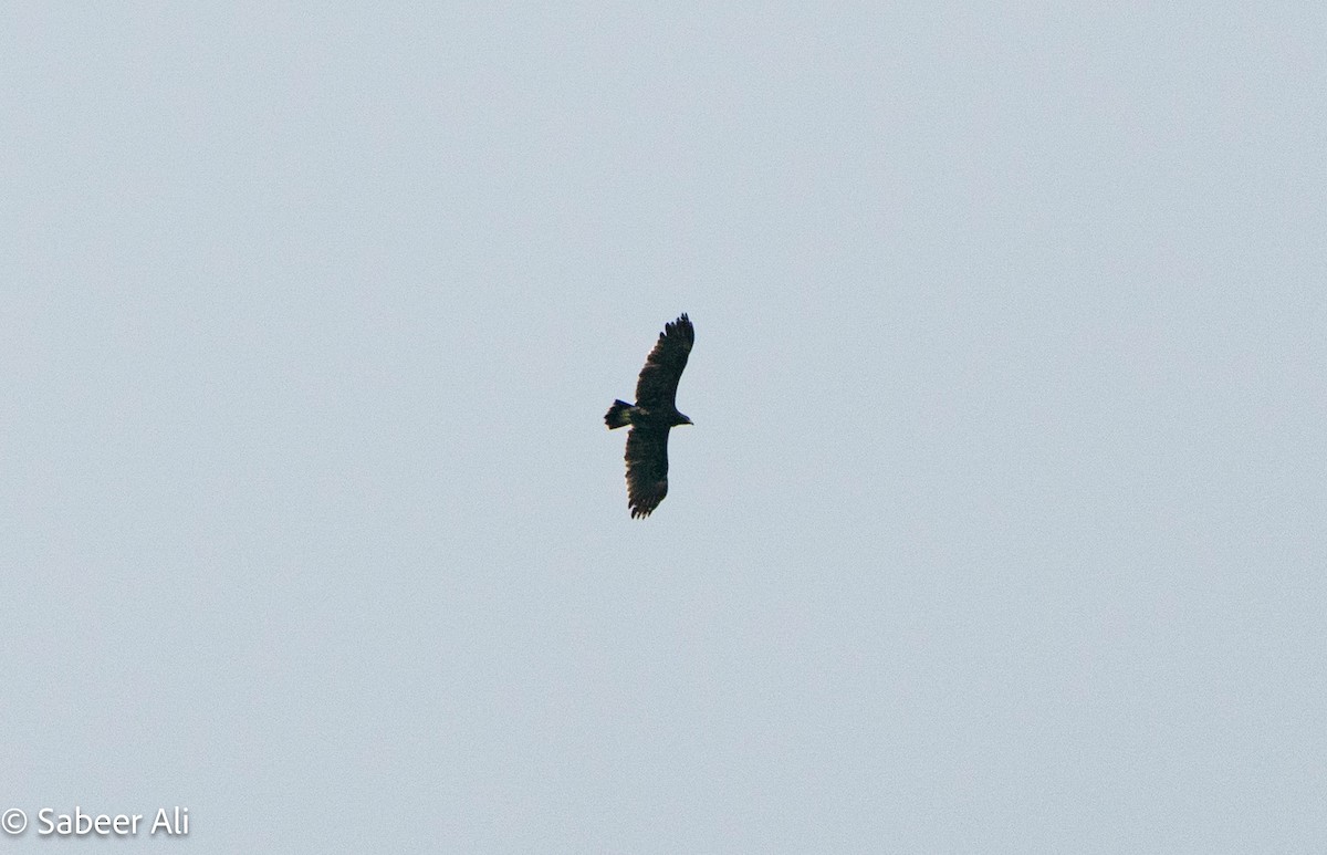 Greater Spotted Eagle - ML645040109