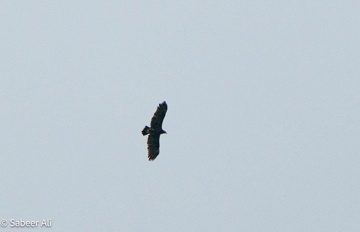 Greater Spotted Eagle - ML645040110