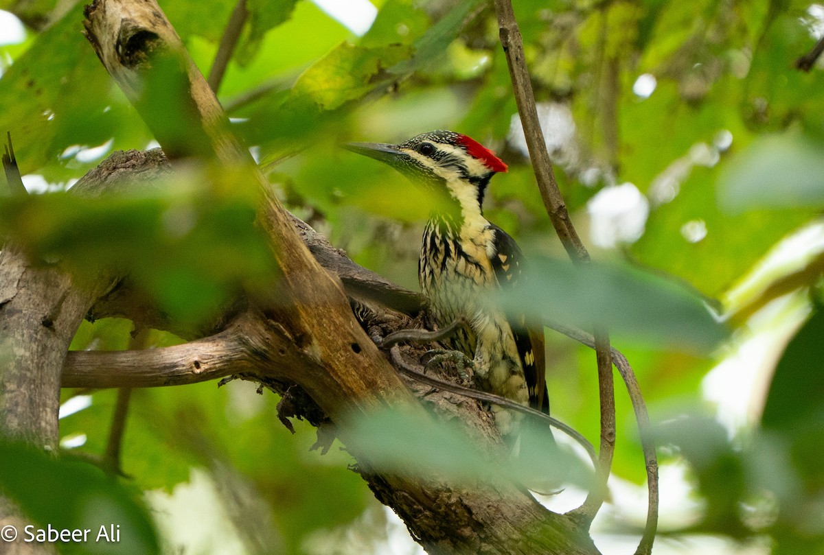 Black-rumped Flameback - ML645040118