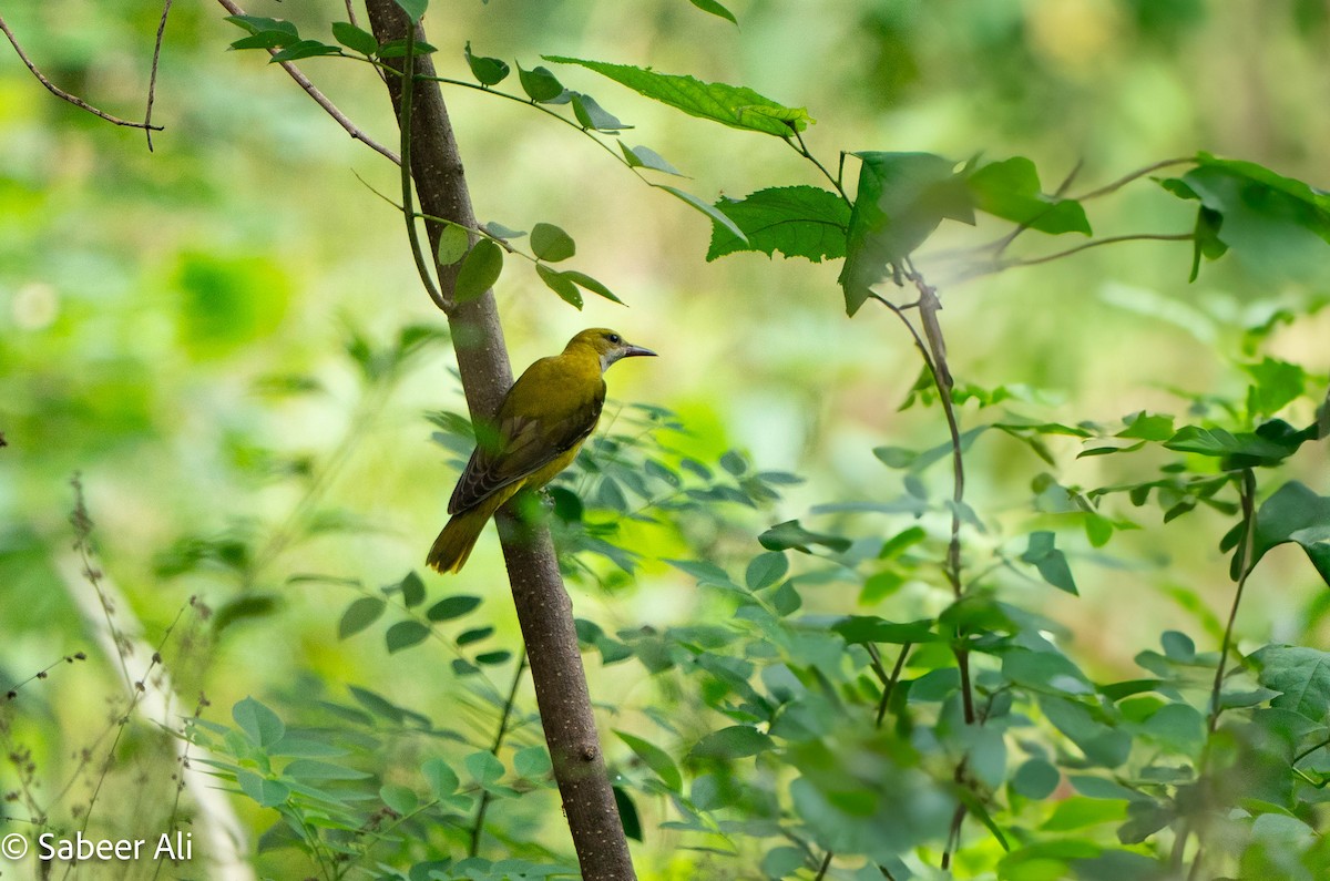 Indian Golden Oriole - ML645040120