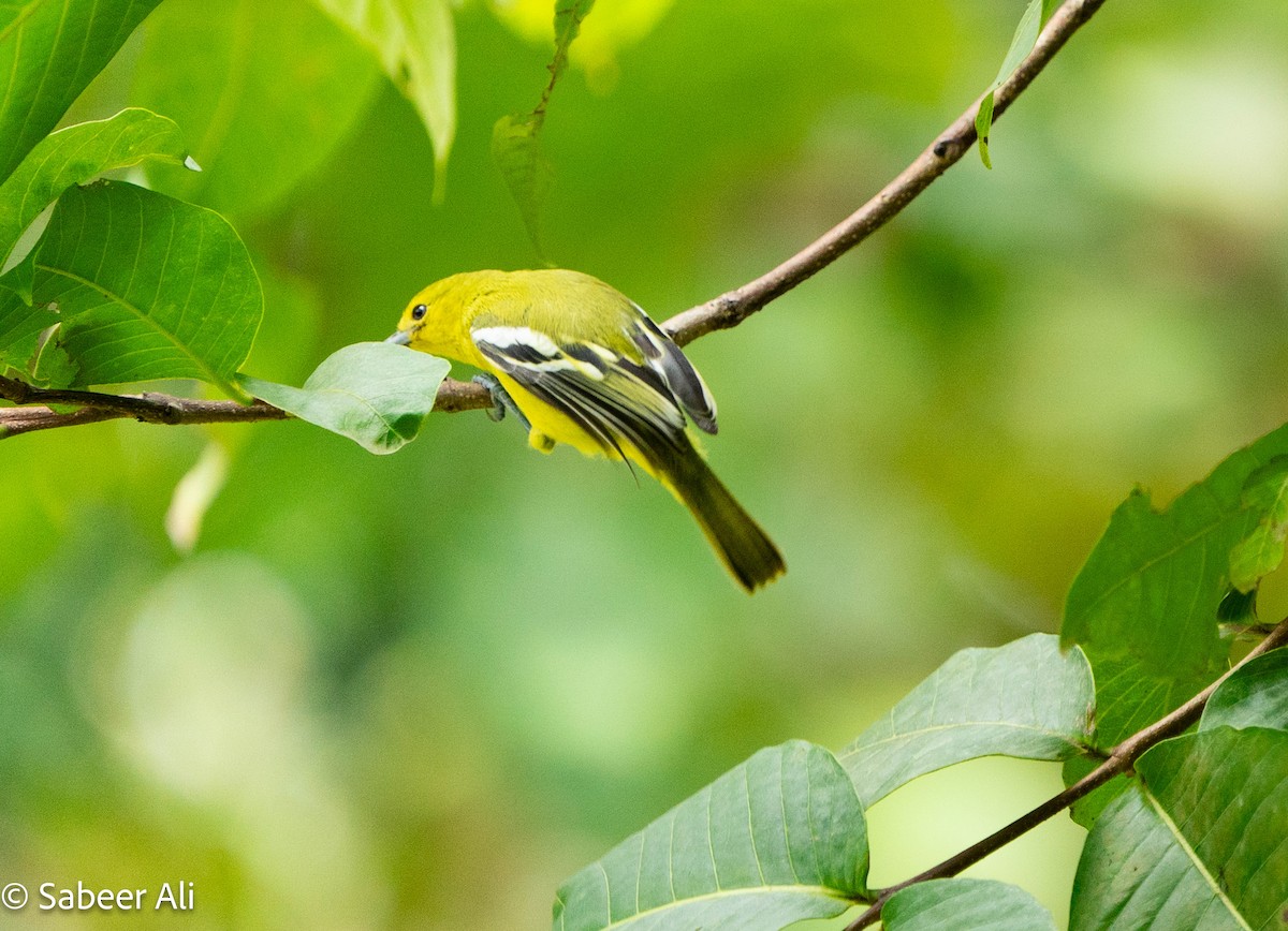 Common Iora - ML645040121