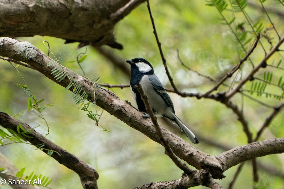 Asian Tit - ML645040125