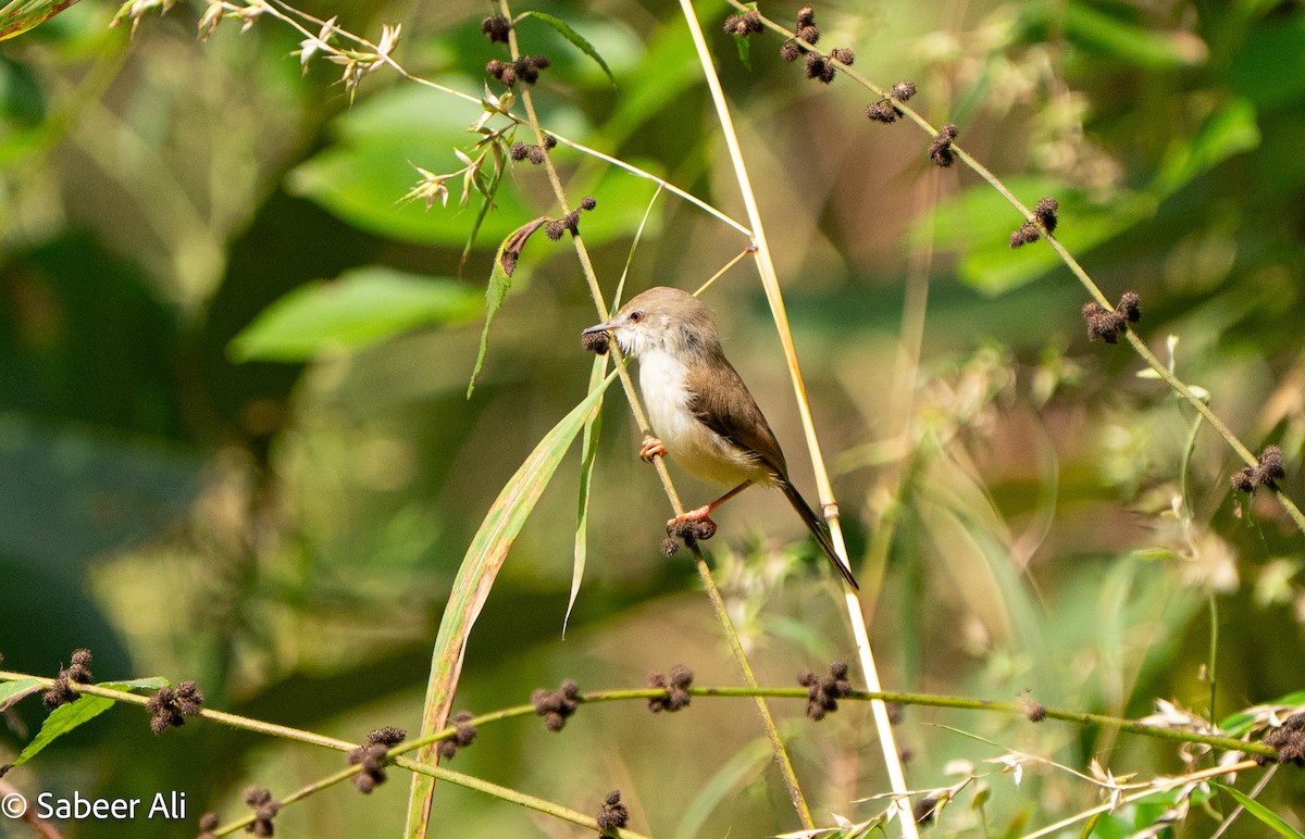 Gray-breasted Prinia - ML645040127