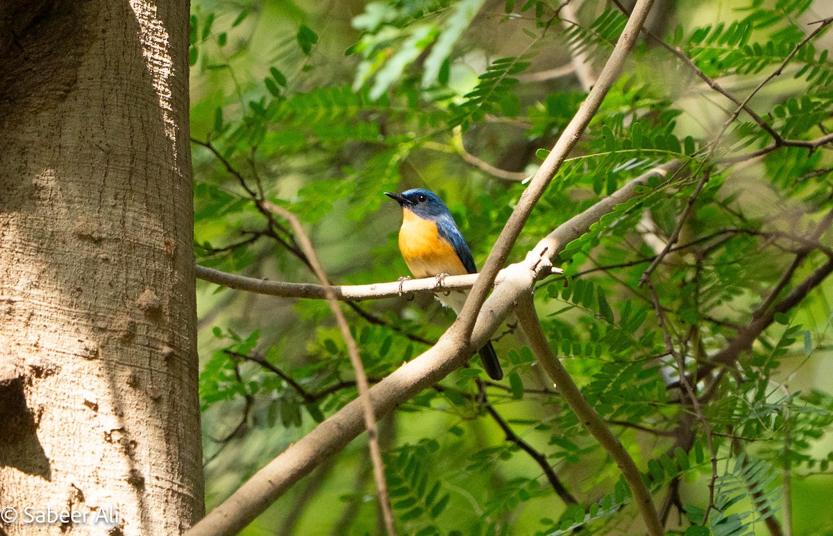 Tickell's Blue Flycatcher - ML645040129