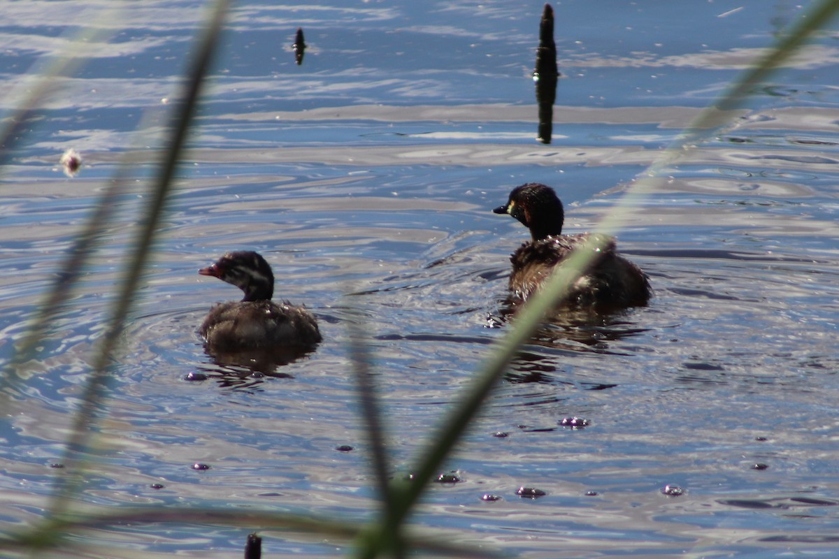 Australasian Grebe - ML645040131
